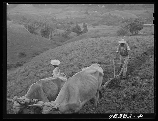 Corozal (vicinity), Puerto Rico. Ploughing