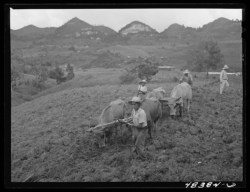 Corozal (vicinity), Puerto Rico. Ploughing