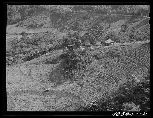 Corozal (vicinity), Puerto Rico. A FSA (Farm Security Administration) borrower's farm
