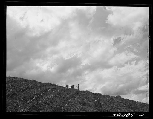 Corozal (vicinity), Puerto Rico. Ploughing sugar land