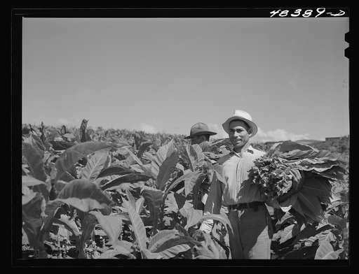 Barranquitas (vicinity), Puerto Rico. Picking tobacco on a farm