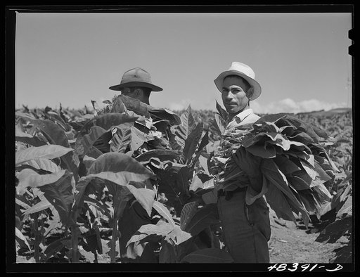 Barranquitas (vicinity), Puerto Rico. Picking tobacco on a farm