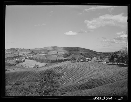 Corozal (vicinity), Puerto Rico. A pineapple plantation