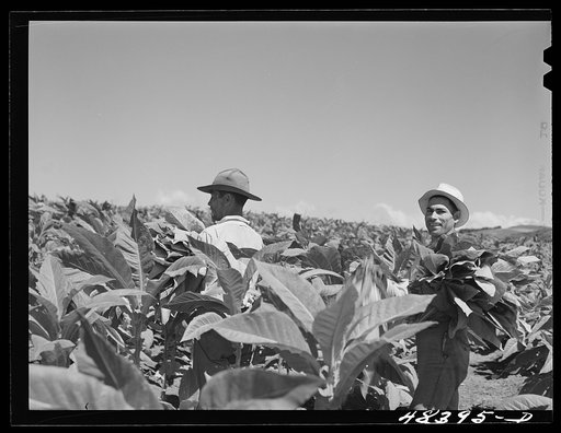 Untitled photo, possibly related to: Barranquitas (vicinity), Puerto Rico. Picking tobacco on a farm