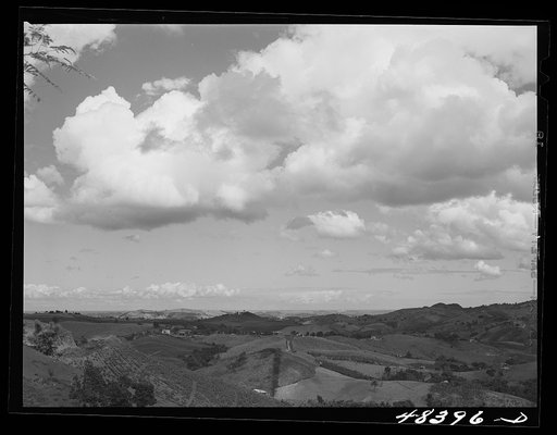 Untitled photo, possibly related to: Corozal (vicinity), Puerto Rico. A pineapple plantation