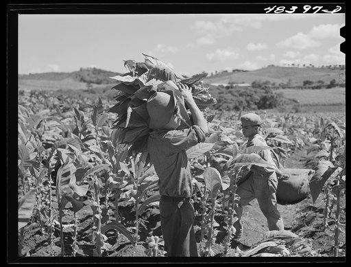 Barranquitas (vicinity), Puerto Rico. Picking tobacco on a farm