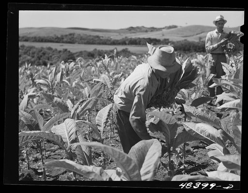Untitled photo, possibly related to: Barranquitas (vicinity), Puerto Rico. Picking tobacco on a farm