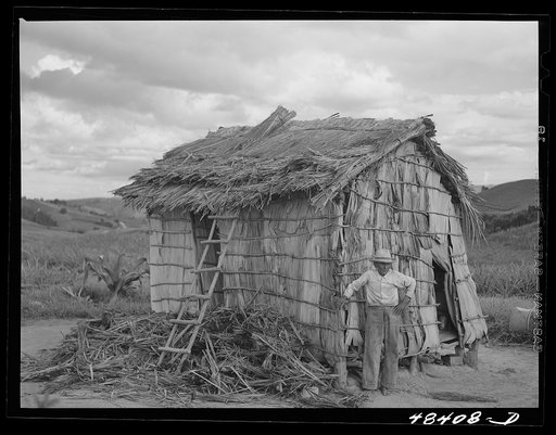 Corozal (vicinity), Puerto Rico. Palm leaf shack occupied by this old man and three of his children