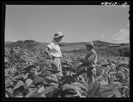 Barranquitas (vicinity), Puerto Rico. FSA (Farm Security Administration) supervisor discussing the tobacco crop with a borrower on a farm