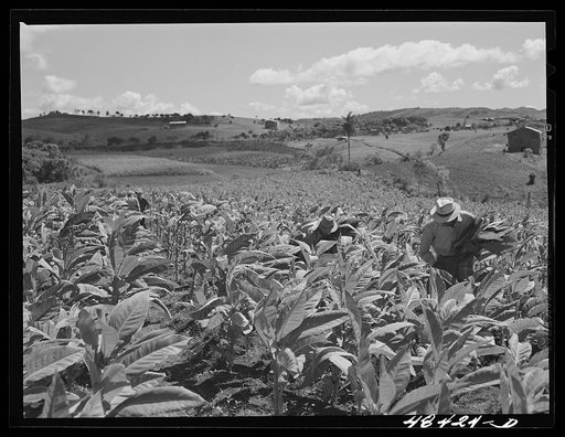 Barranquitas (vicinity), Puerto Rico. Picking tobacco on a farm