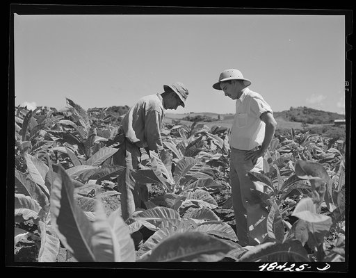 Barranquitas (vicinity), Puerto Rico. FSA (Farm Security Administration) supervisor discussing the tobacco crop with a borrower on a farm