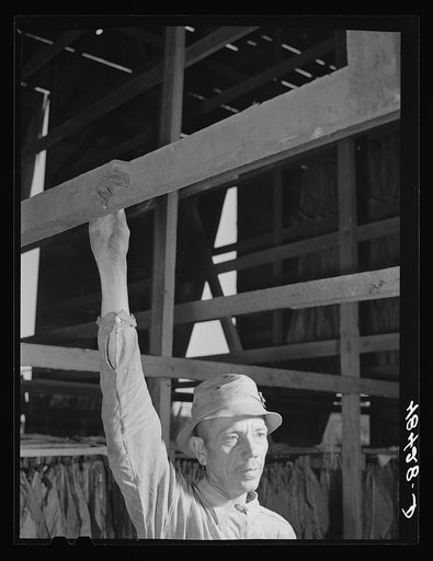 Untitled photo, possibly related to: Barranquitas (vicinity), Puerto Rico. Hanging up tobacco in the curing barn on the farm of a FSA (Farm Security Administration) borrower