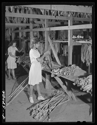 Barranquitas (vicinity), Puerto Rico. Stringing tobacco on the farm of a FSA (Farm Security Administration) borrower