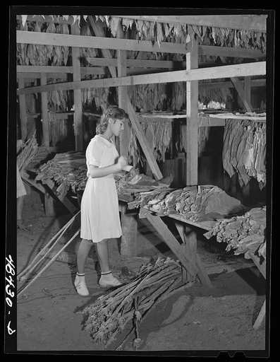 Barranquitas (vicinity), Puerto Rico. Stringing tobacco on the farm of a FSA (Farm Security Administration) borrower