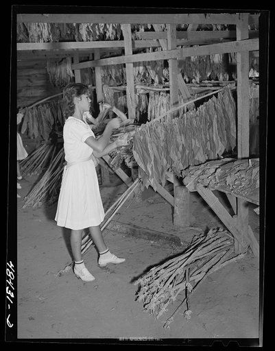 Barranquitas (vicinity), Puerto Rico. Stringing tobacco on the farm of a FSA (Farm Security Administration) borrower