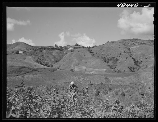 Barranquitas (vicinity), Puerto Rico. Cutting down tobacco stalks after the crop has been picked