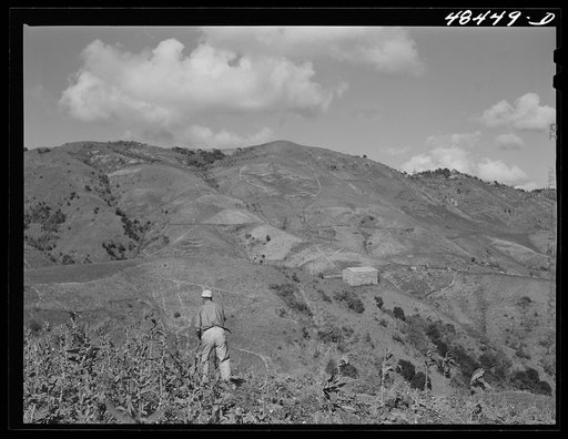 Barranquitas (vicinity), Puerto Rico. Cutting down stalks after the crop has been picked