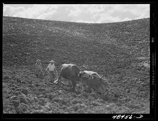 Untitled photo, possibly related to: Rio Piedras (vicinity), Puerto Rico. Ploughing on a FSA (Farm Security Administration) farm