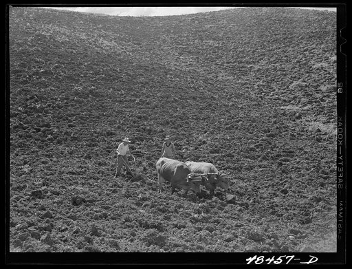 Rio Piedras (vicinity), Puerto Rico. Ploughing on a FSA (Farm Security Administration) farm