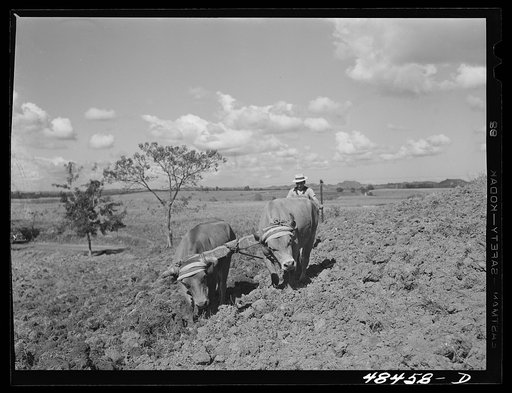 Rio Piedras (vicinity), Puerto Rico. Ploughing on a FSA (Farm Security Administration) farm
