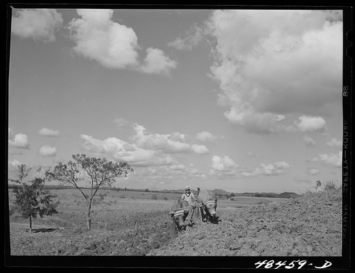 Rio Piedras (vicinity), Puerto Rico. FSA (Farm Security Administration) borrower's son plowing with a pair of rented oxen