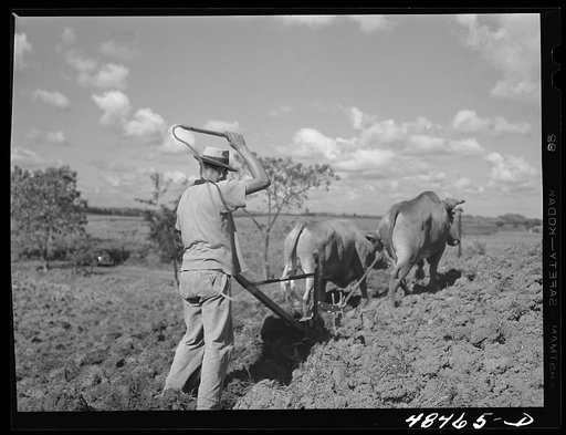 Rio Piedras (vicinity), Puerto Rico. Ploughing on the farm of a FSA (Farm Security Administration) borrower