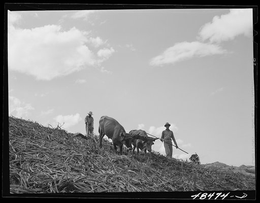 Untitled photo, possibly related to: Rio Piedras (vicinity), Puerto Rico. Ploughing on a FSA (Farm Security Administration) farm