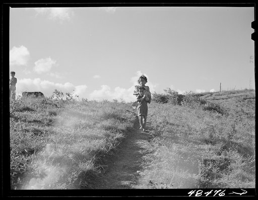 Untitled photo, possibly related to: Rio Piedras (vicinity), Puerto Rico. Farm landscape