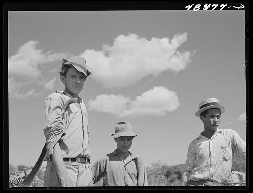 Rio Piedras, Puerto Rico (vicinity). Some of the FSA (Farm Security Administration) borrowers who were harvesting their sugar crop cooperatively