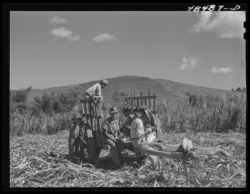 Rio Piedras (vicinity), Puerto Rico. Sugar cane workers resting during lunch hour