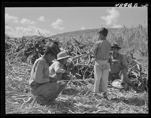 Rio Piedras (vicinity), Puerto Rico. Sugar cane workers resting during lunch hour