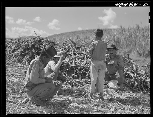 Untitled photo, possibly related to: Rio Piedras (vicinity), Puerto Rico. Sugar cane workers resting during lunch hour