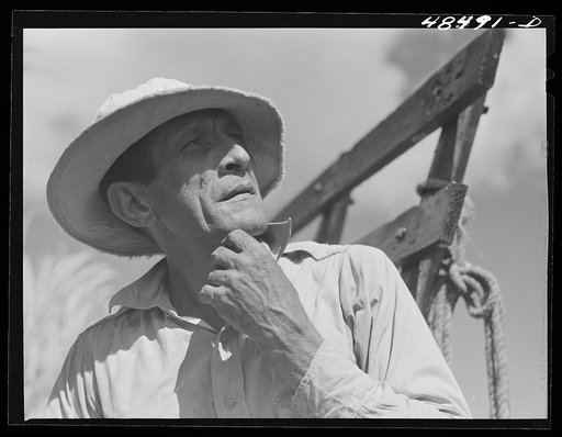 Rio Piedras, Puerto Rico. FSA (Farm Security Administration) borrower and participant in the sugar cane cooperative