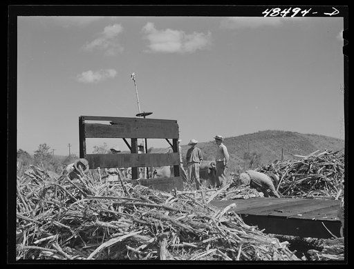 Untitled photo, possibly related to: Rio Piedras, Puerto Rico (vicinity). Sugar cane workers resting during lunch hour