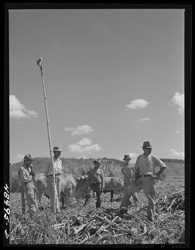 Rio Piedras, Puerto Rico (vicinity). Sugar cane workers resting during lunch hour