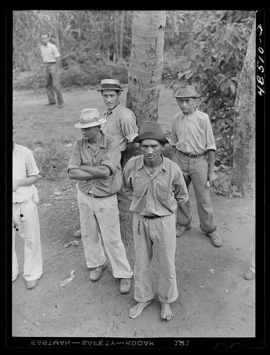 Yabucoa, Puerto Rico (vicinity). Sugar cane workers on strike