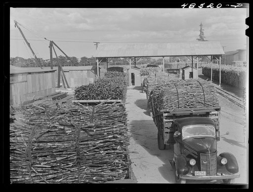 Arecibo, Puerto Rico (vicinity). Truckloads of sugar cane at a mill