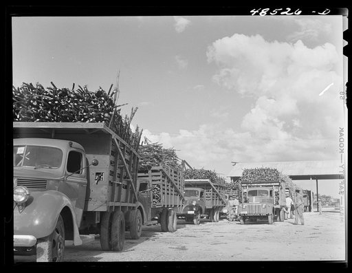 Arecibo, Puerto Rico (vicinity). Truckloads of sugar cane at mill