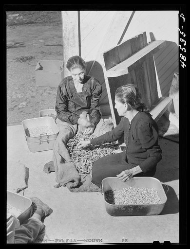 Arecibo, Puerto Rico (vicinity). Shelling beans in a little cannery