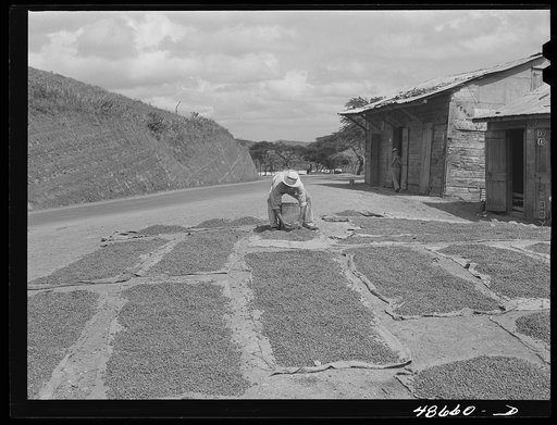 San Sebastian, Puerto Rico (vicinity). Setting out coffee beans to dry along the road