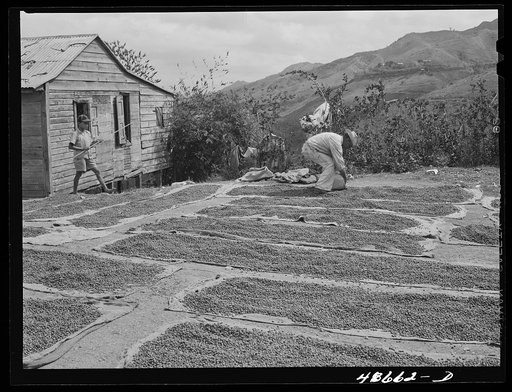 San Sebastian, Puerto Rico (vicinity). Setting out coffee beans to dry along the road