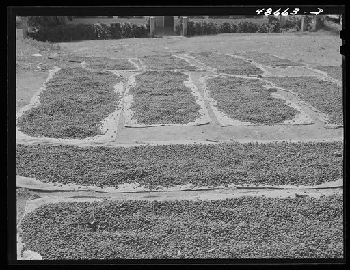 San Sebastian, Puerto Rico (vicinity). Setting out coffee beans to dry along the road
