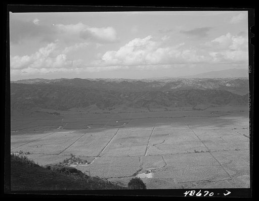 Yabucoa Valley, Puerto Rico. This sugar cane land is owned by the sugar mill in Yabucoa