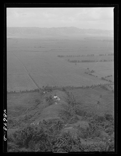 Untitled photo, possibly related to: Yabucoa Valley, Puerto Rico. This sugar cane land is owned by the sugar mill in Yabucoa