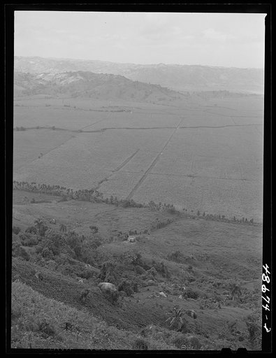 Untitled photo, possibly related to: Yabucoa Valley, Puerto Rico. This sugar cane land is owned by the sugar mill in Yabucoa