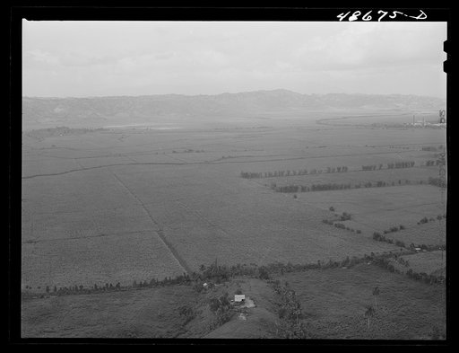 Untitled photo, possibly related to: Yabucoa Valley, Puerto Rico. This sugar cane land is owned by the sugar mill in Yabucoa