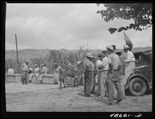 Untitled photo, possibly related to: Yabucoa, Puerto Rico. Sugar strikers picketing a sugar plantation