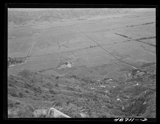 Yabucoa, Puerto Rico (vicinity). Sugar cane lands