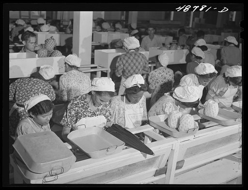 Bayamon, Puerto Rico (vicinity). A pineapple canning factory