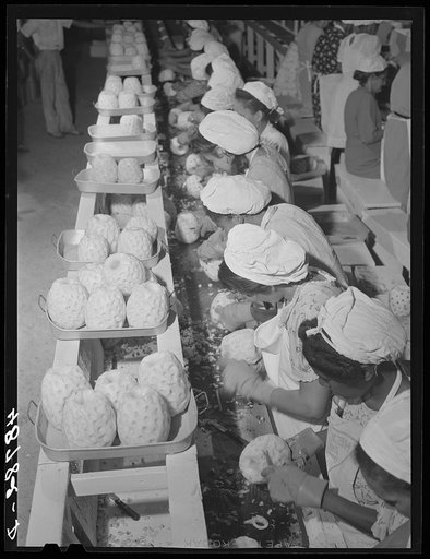 Bayamon, Puerto Rico (vicinity). A pineapple canning factory